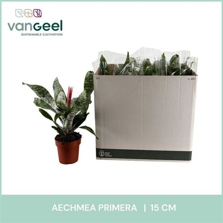 Горшечные цветы и растения оптом Aechmea Primera от 7шт из Голландии с доставкой по России