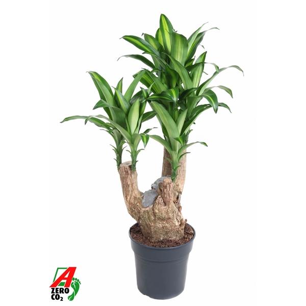 Горшечные цветы и растения оптом Drac Massangeana Branched от 1шт из Голландии с доставкой по России