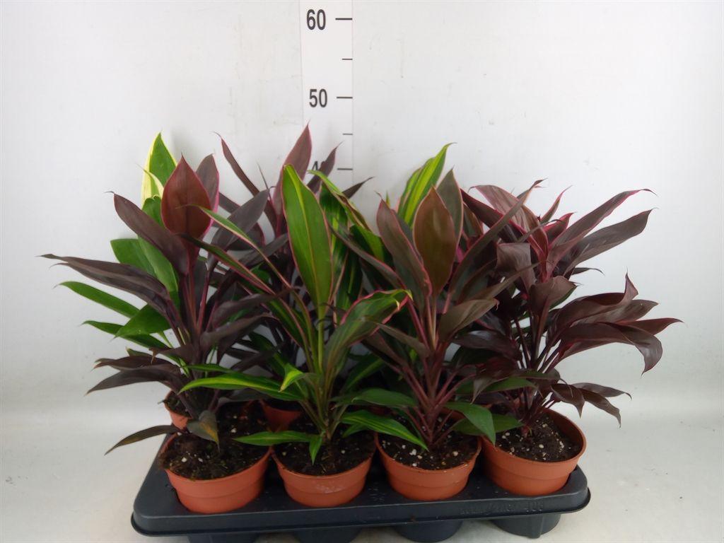 Горшечные цветы и растения оптом Cordyline   ...mix от 8шт из Голландии с доставкой по России