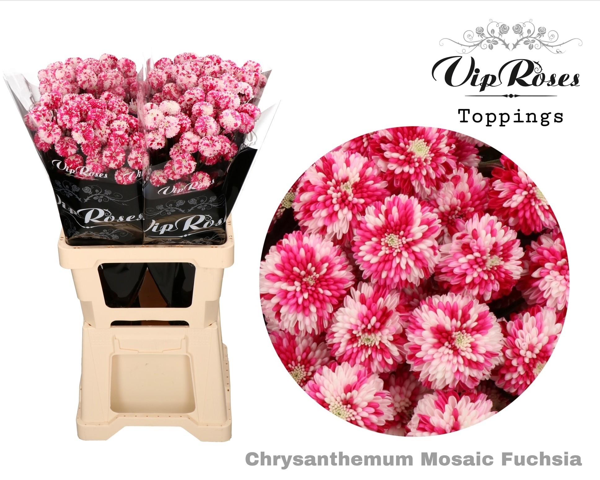 Срезанные цветы оптом Chrys sp paint mosaic fuchsia от 20шт из Голландии с доставкой по России