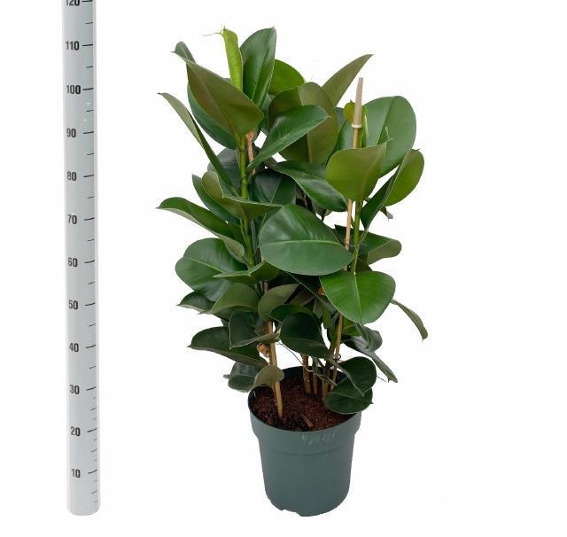 Горшечные цветы и растения оптом Fic El Robusta от 1шт из Голландии с доставкой по России