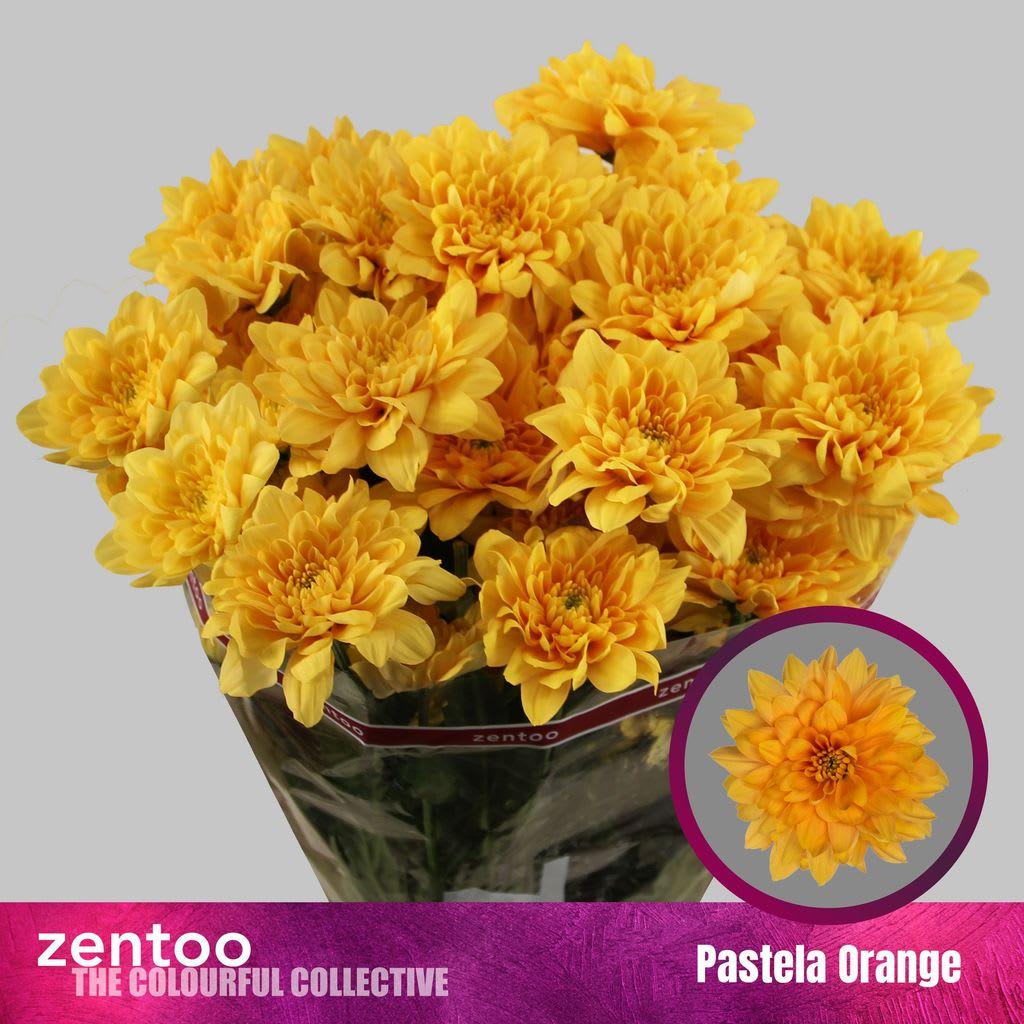 Срезанные цветы оптом Chrys sp pastela orange от 80шт из Голландии с доставкой по России
