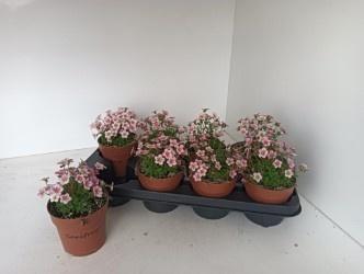 Горшечные цветы и растения оптом Saxif Ar Alp Rose от 8шт из Голландии с доставкой по России Горшечные цветы и растения оптом Saxif Ar Alp Rose от 8шт из Голландии с доставкой по России