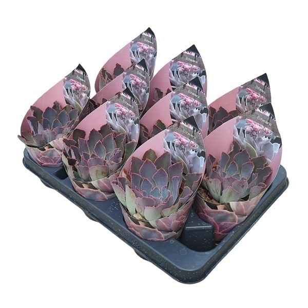 Горшечные цветы и растения оптом Echeveria Neon Breakers Potcover от 9шт из Голландии с доставкой по России