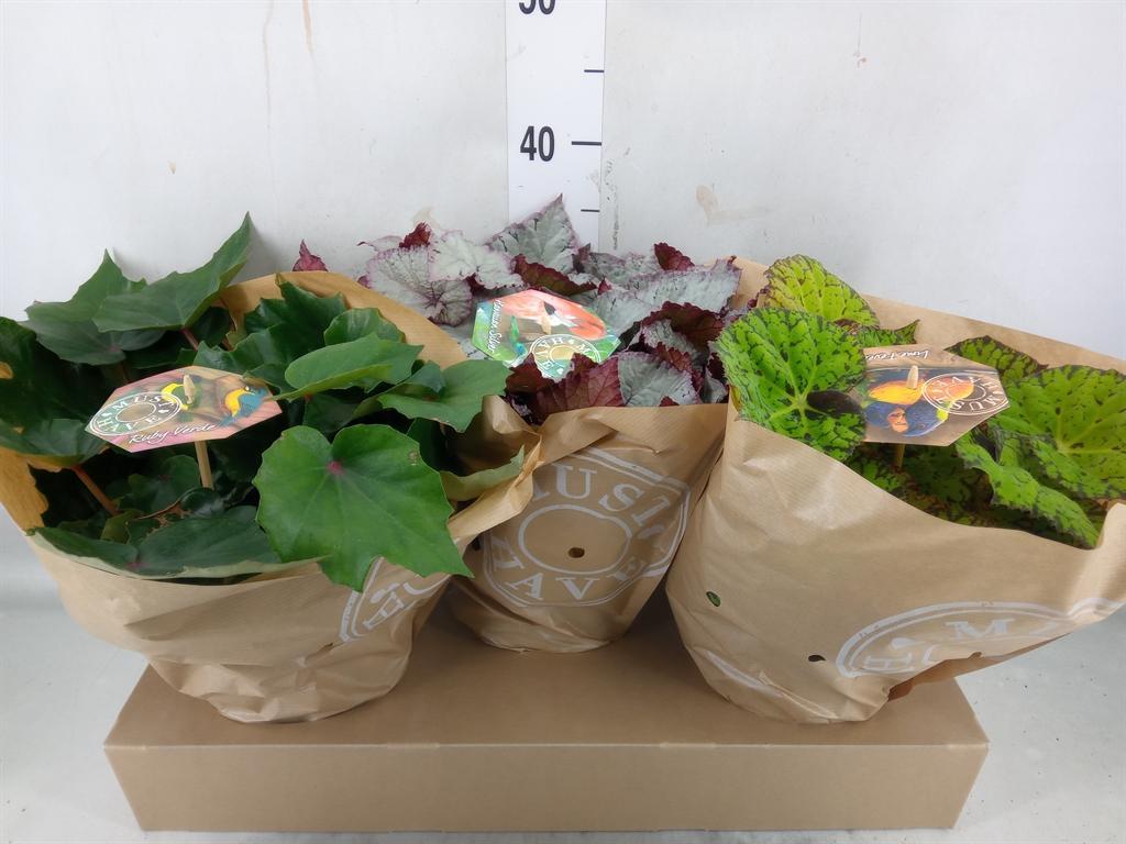 Горшечные цветы и растения оптом Begonia Bel Gem от 3шт (для телеги) из Голландии с доставкой по России