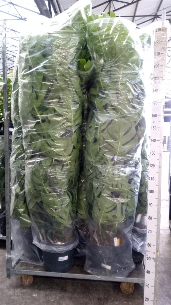 Горшечные цветы и растения оптом Monstera Pertusum от 1шт из Голландии с доставкой по России