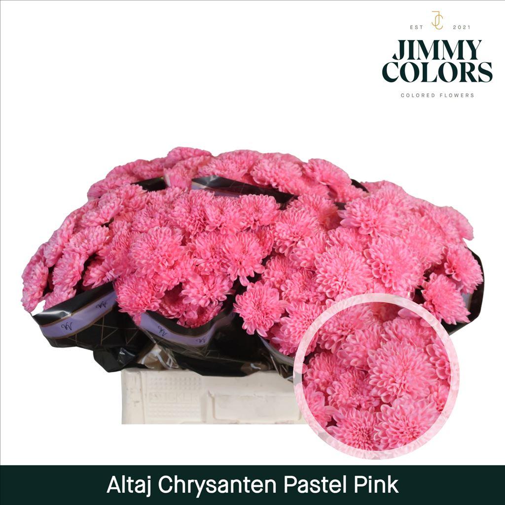 Срезанные цветы оптом Chrys sp paint altaj pastel pink от 40шт из Голландии с доставкой по России