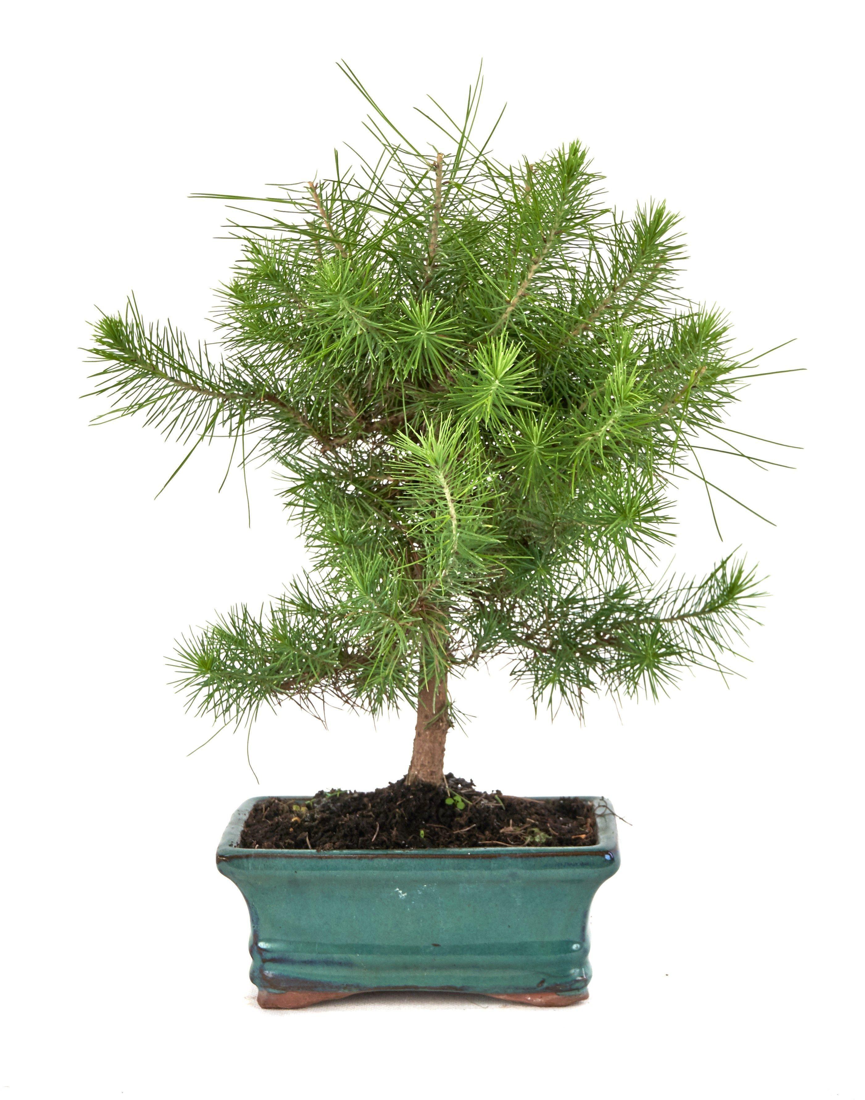 Горшечные цветы и растения оптом Pinus Pinea от 2шт из Голландии с доставкой по России