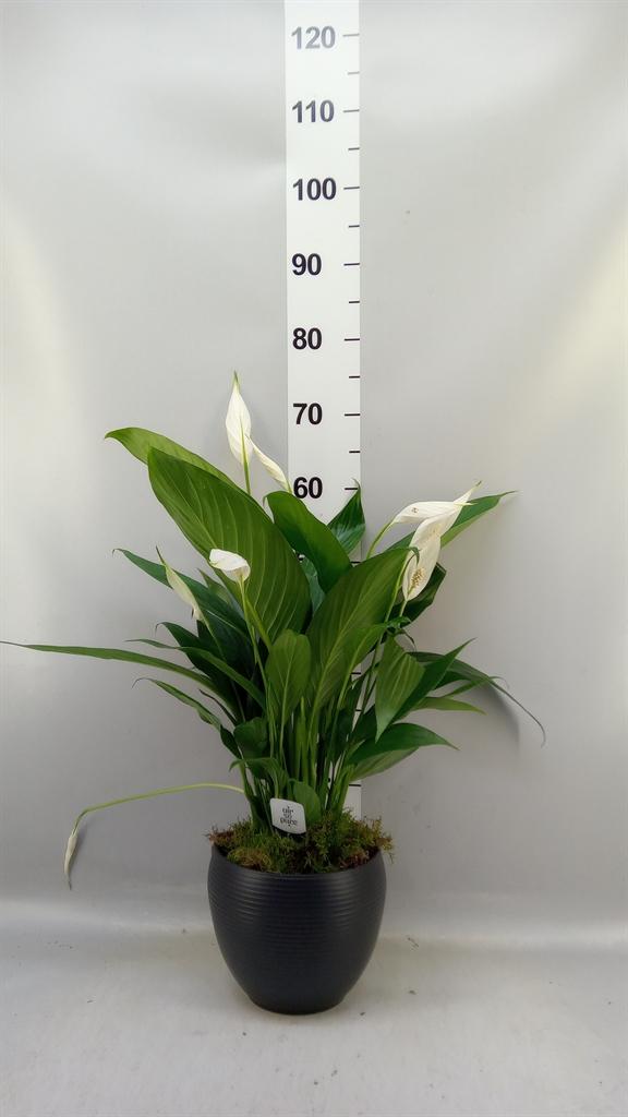 Горшечные цветы и растения оптом Spathiphyllum bingo Cupido от 2шт из Голландии с доставкой по России