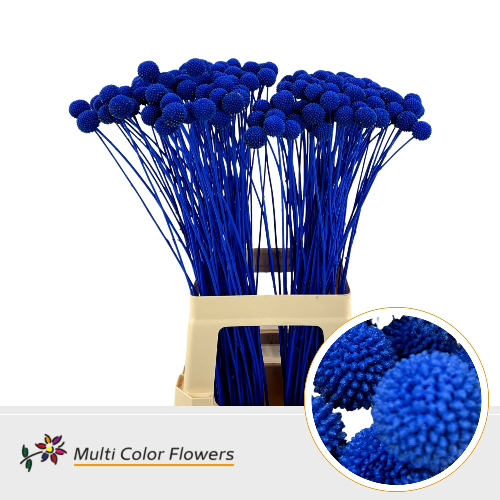 Срезанные цветы оптом Craspedia paint blue dark от 200шт из Голландии с доставкой по России