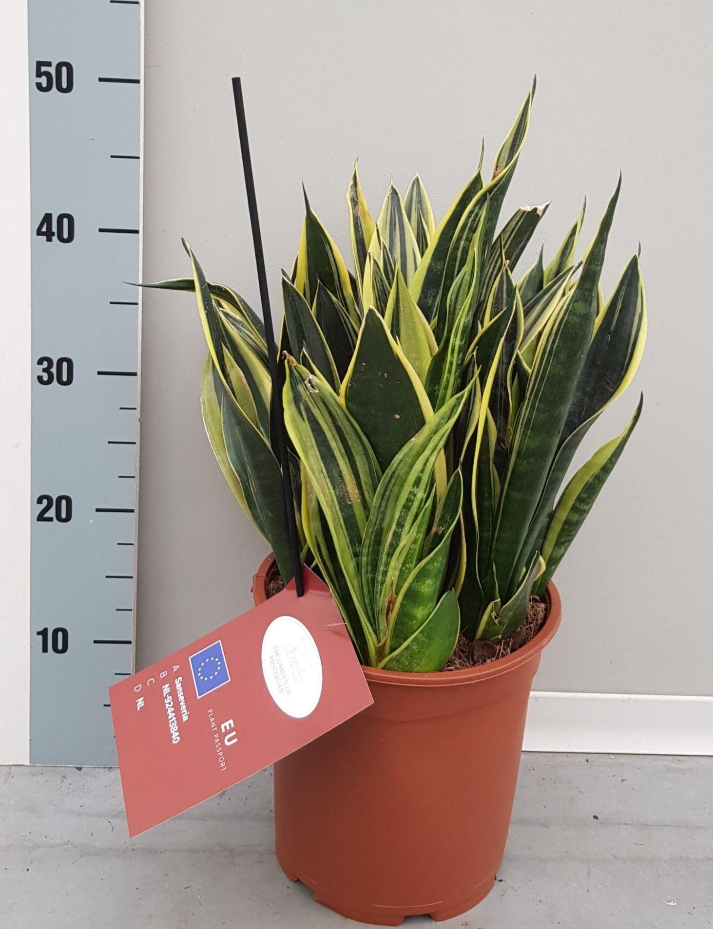 Горшечные цветы и растения оптом Sansevieria Trifa.   ... от 1шт из Голландии с доставкой по России