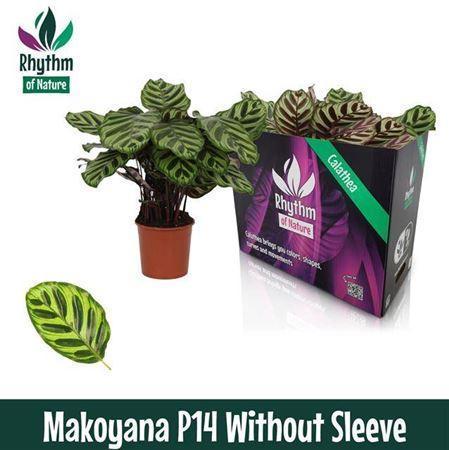 Горшечные цветы и растения оптом Calathea Makoyana P14 от 4шт из Голландии с доставкой по России