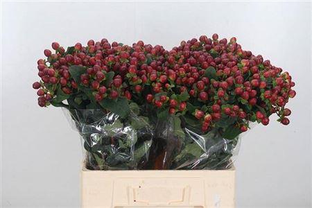 Срезанные цветы оптом Hypericum mag seasons от 100шт из Голландии с доставкой по России