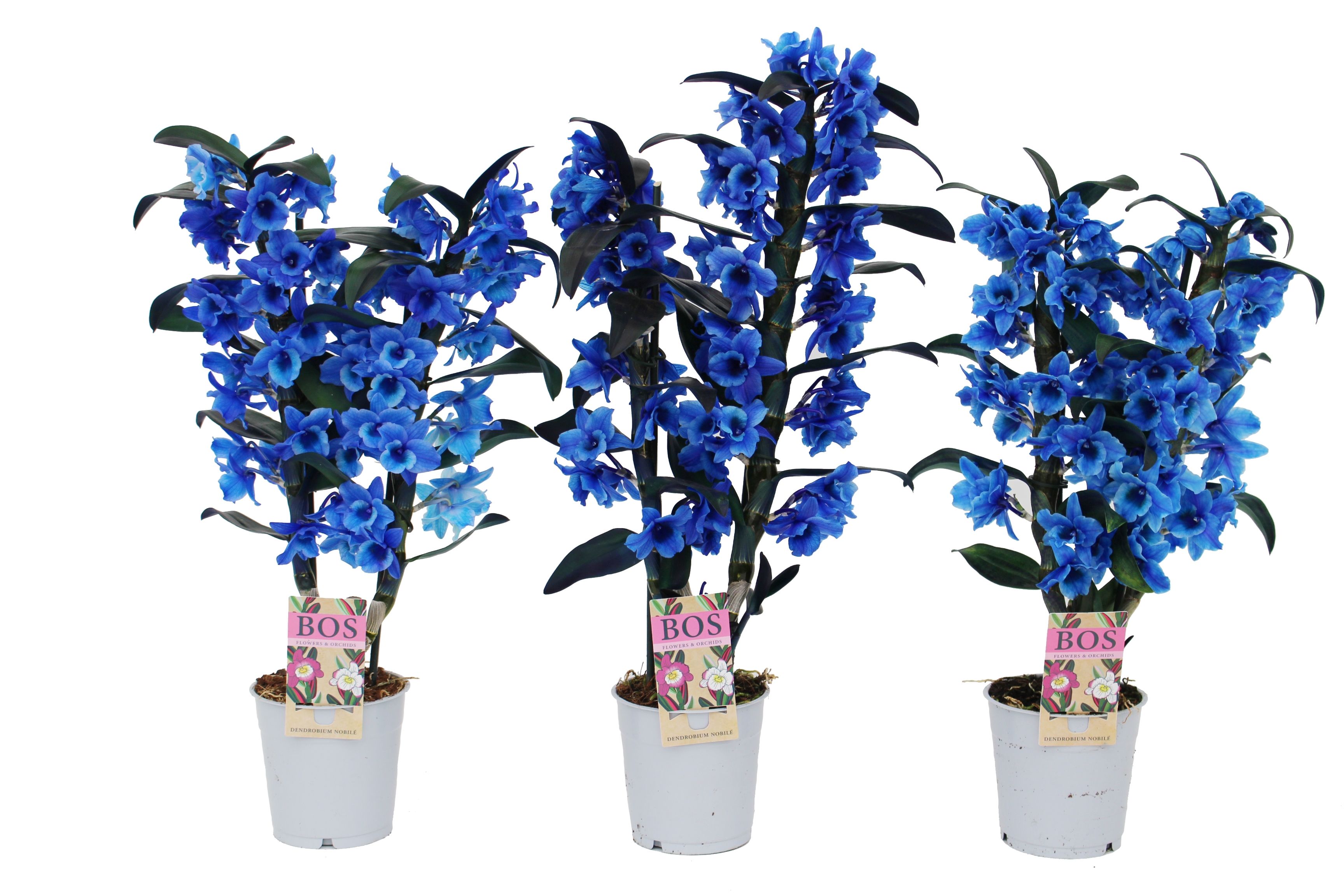 Горшечные цветы и растения оптом Dendr Nob 2st Painted Blue (injected) от 6шт из Голландии с доставкой по России