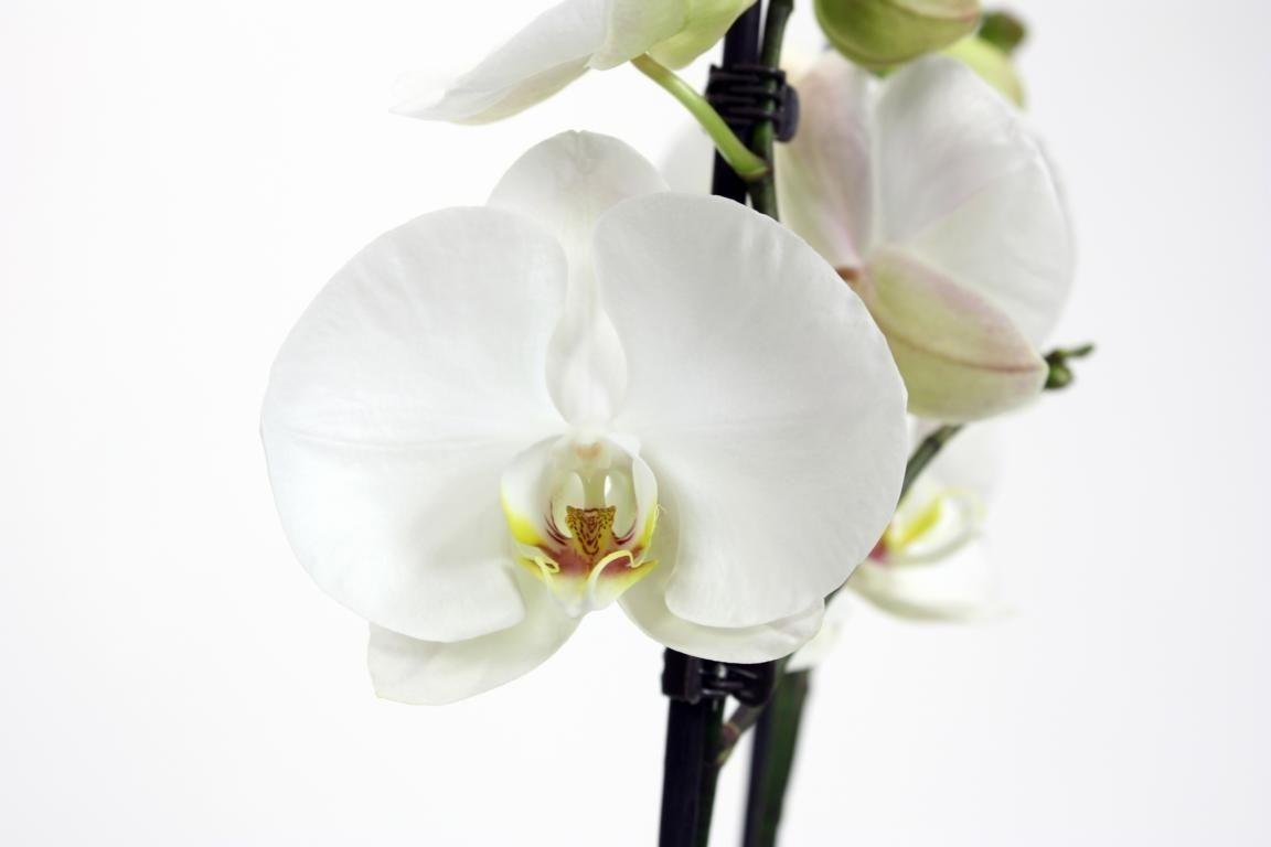 Горшечные цветы и растения оптом Phal 2st White Xxxl (phalaenova) от 10шт из Голландии с доставкой по России