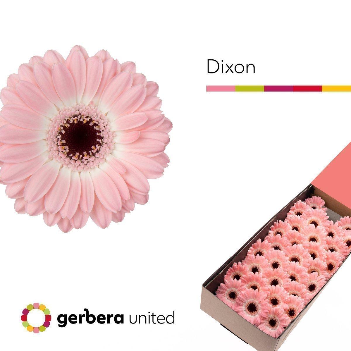 Срезанные цветы оптом Germini dixon от 30шт из Голландии с доставкой по России