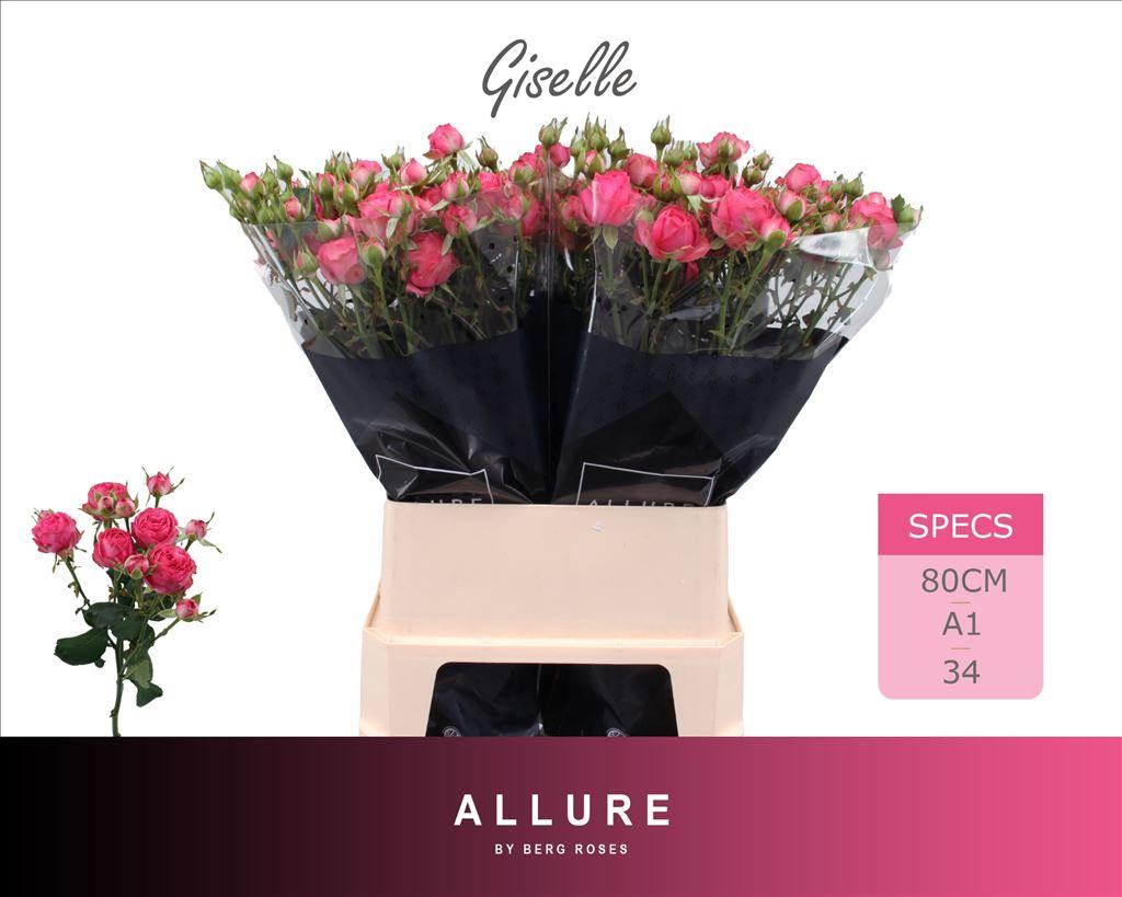 Срезанные цветы оптом Rosa spray giselle! от 20шт из Голландии с доставкой по России
