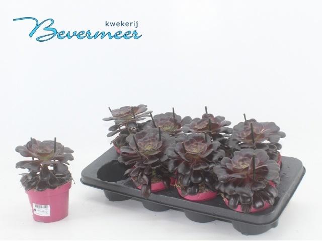 Горшечные цветы и растения оптом Aeonium Ab Velours от 8шт из Голландии с доставкой по России