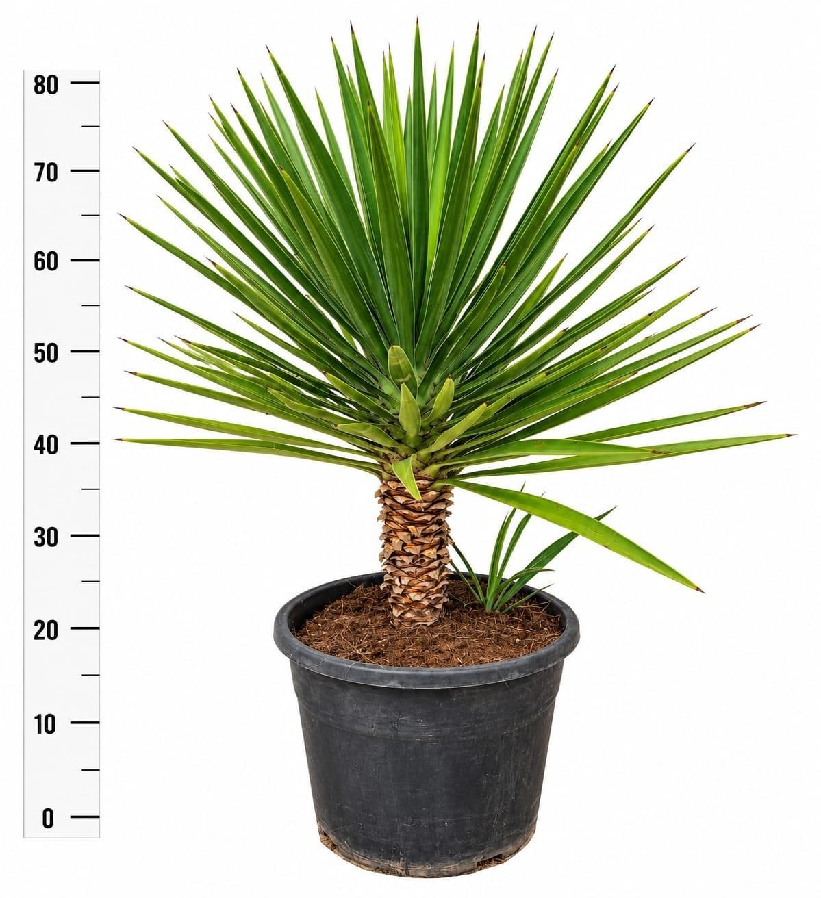 Горшечные цветы и растения оптом Yucca от 1шт из Голландии с доставкой по России