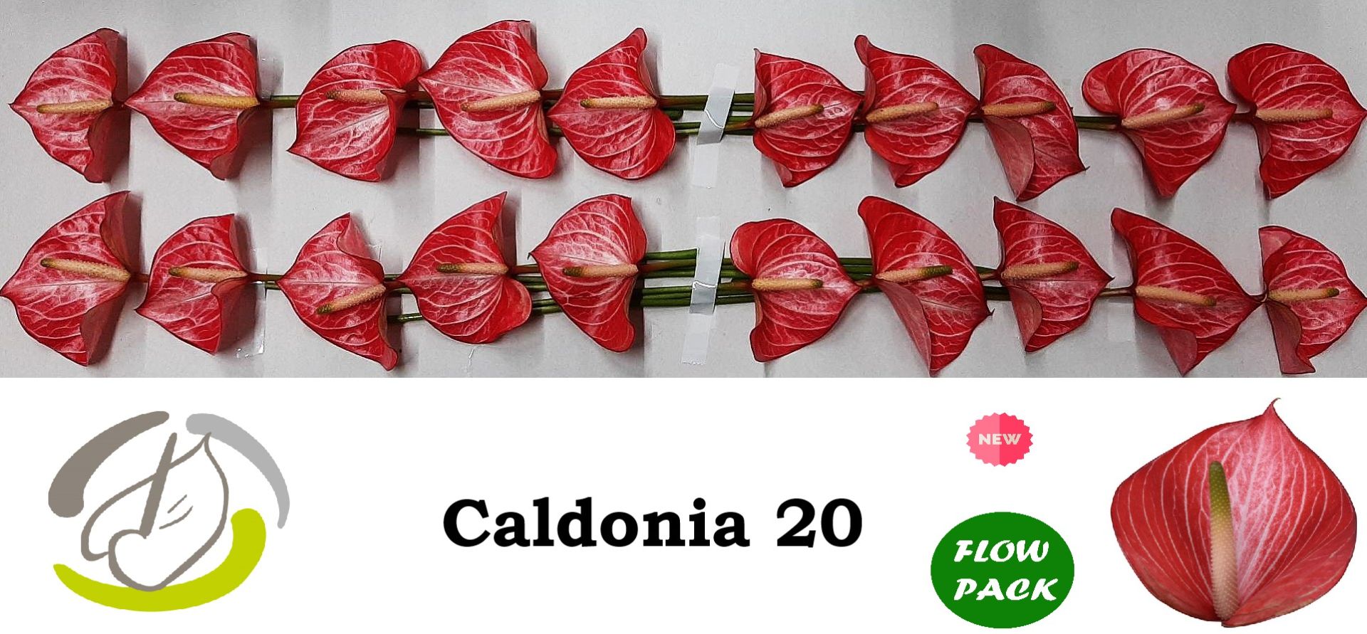 Срезанные цветы оптом Anthurium caldonia 142 от 20шт из Голландии с доставкой по России