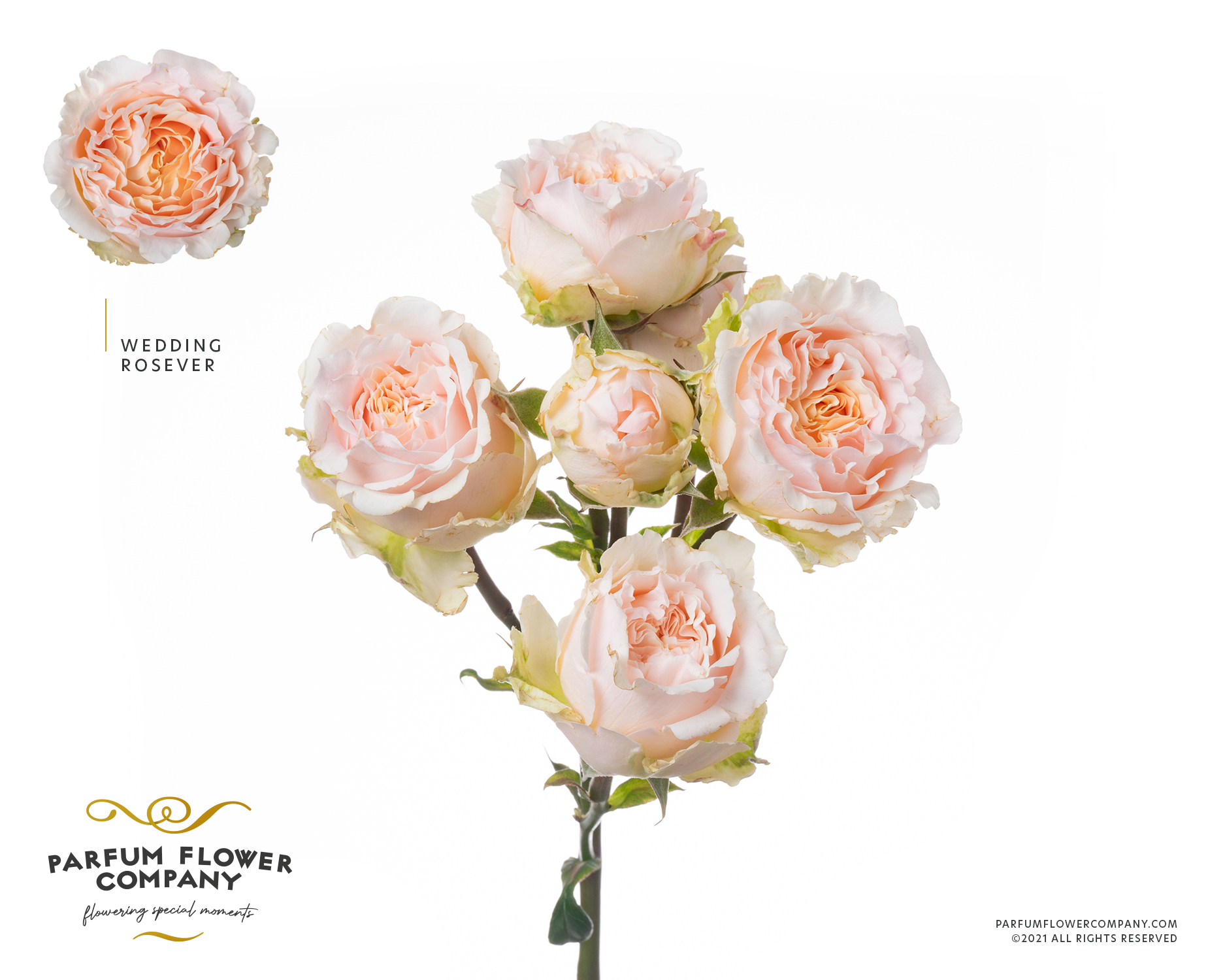 Срезанные цветы оптом Rosa spray garden wedding rosever от 12шт из Голландии с доставкой по России
