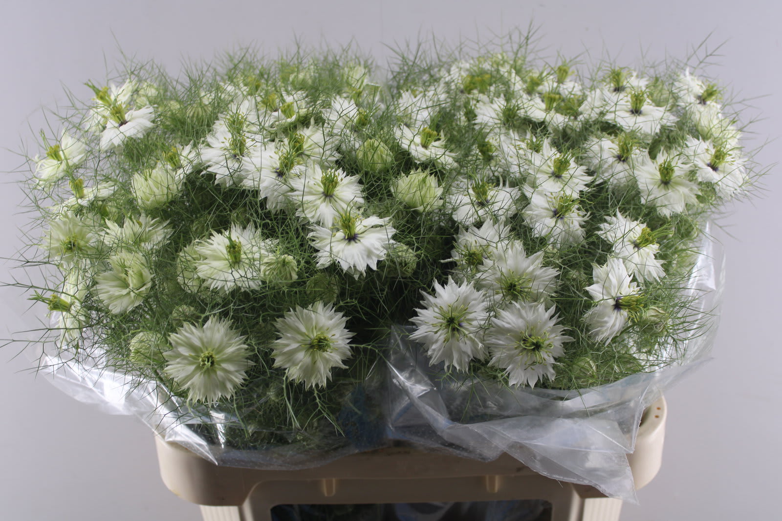 Срезанные цветы оптом Nigella white per bunch от 10шт из Голландии с доставкой по России