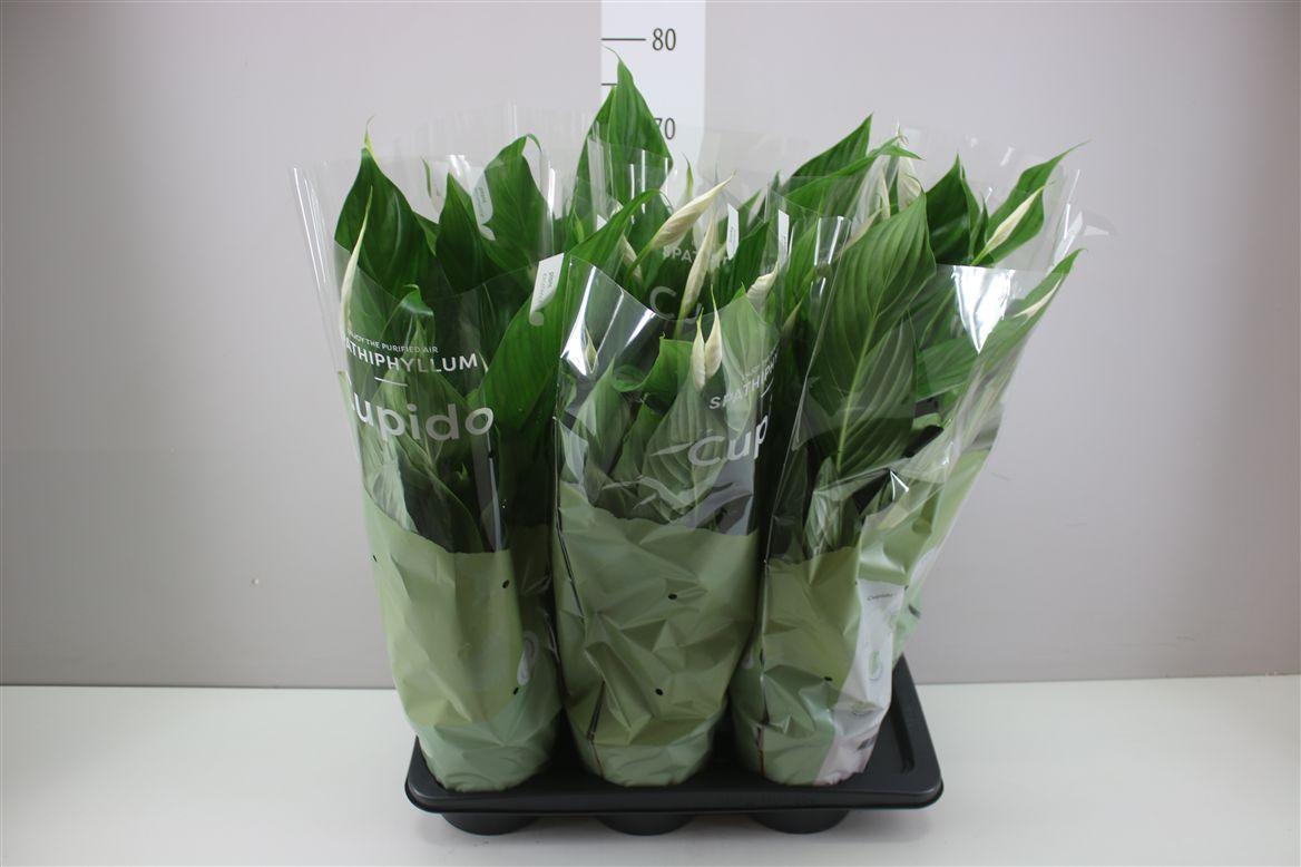 Горшечные цветы и растения оптом Spathiphyllum Bingo Cupido от 6шт из Голландии с доставкой по России