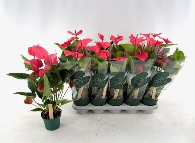 Горшечные цветы и растения оптом Anthu An Melito от 10шт из Голландии с доставкой по России