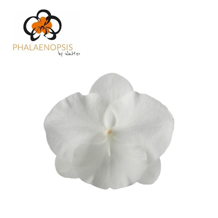 Срезанные цветы оптом Phalaenopsis white serenity (per flower) от 25шт из Голландии с доставкой по России