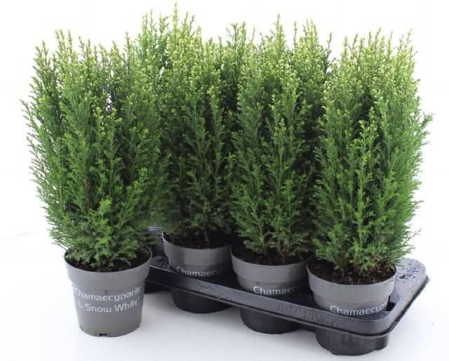 Горшечные цветы и растения оптом Cham L Ellwoodii P13 от 8шт из Голландии с доставкой по России