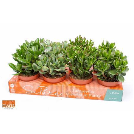 Горшечные цветы и растения оптом Crassula Gemengd от 8шт из Голландии с доставкой по России