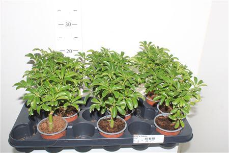 Горшечные цветы и растения оптом Schef Ar Luseana от 9шт (для телеги) из Голландии с доставкой по России