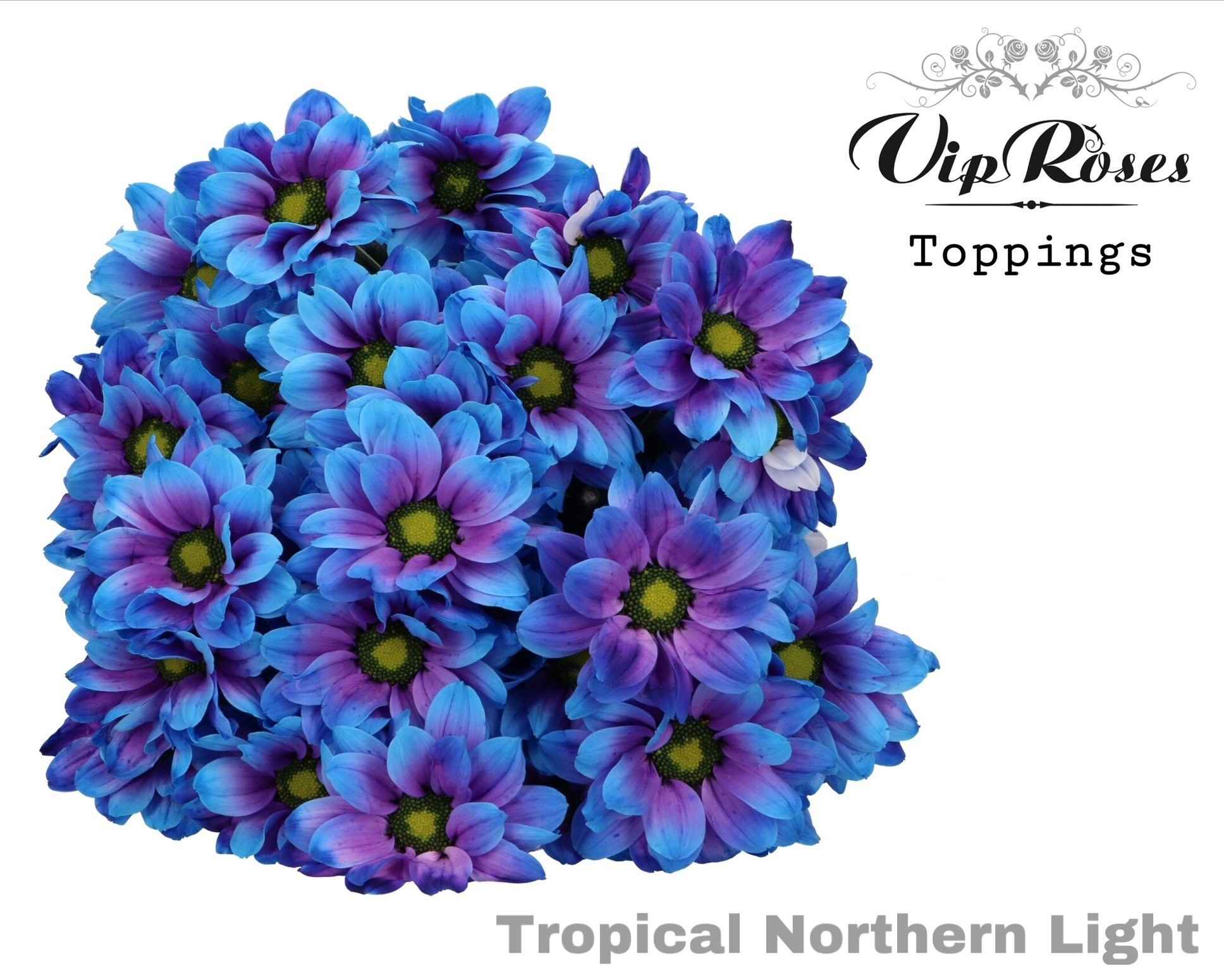 Срезанные цветы оптом Chrys sp paint tropica norhern light от 20шт из Голландии с доставкой по России