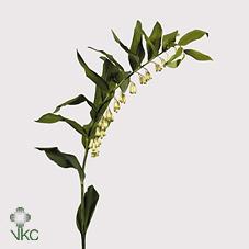 Срезанные цветы оптом Polygonatum multiflorum от 60шт из Голландии с доставкой по России