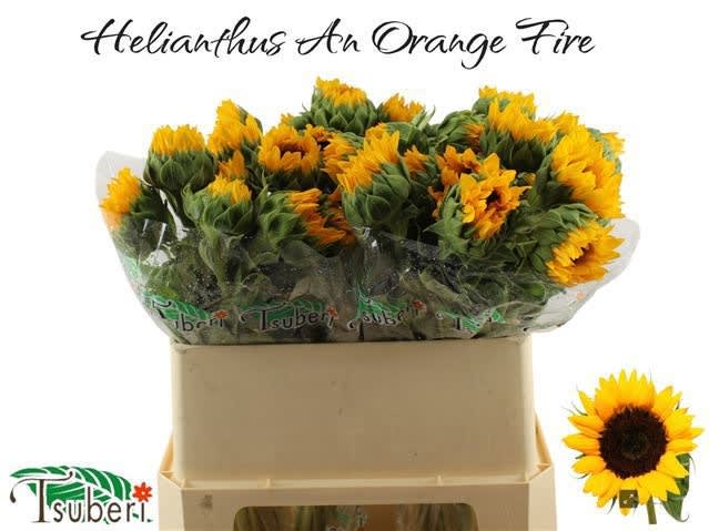 Срезанные цветы оптом Helianthus orange fire от 40шт. из Голландии с доставкой по России