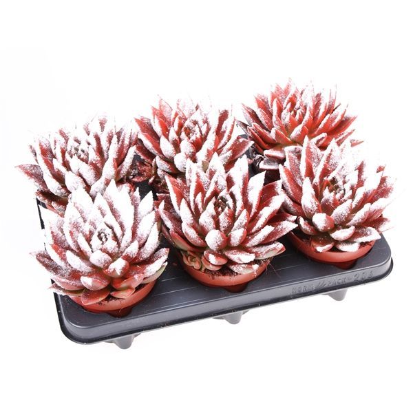 Горшечные цветы и растения оптом Echeveria Miranda Snowy от 6шт из Голландии с доставкой по России