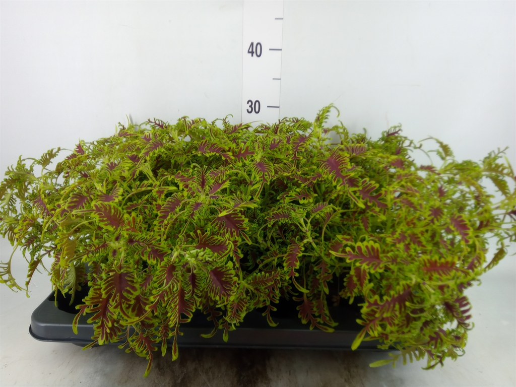 Горшечные цветы и растения оптом Plectranthus Col.   ... от 4шт из Голландии с доставкой по России