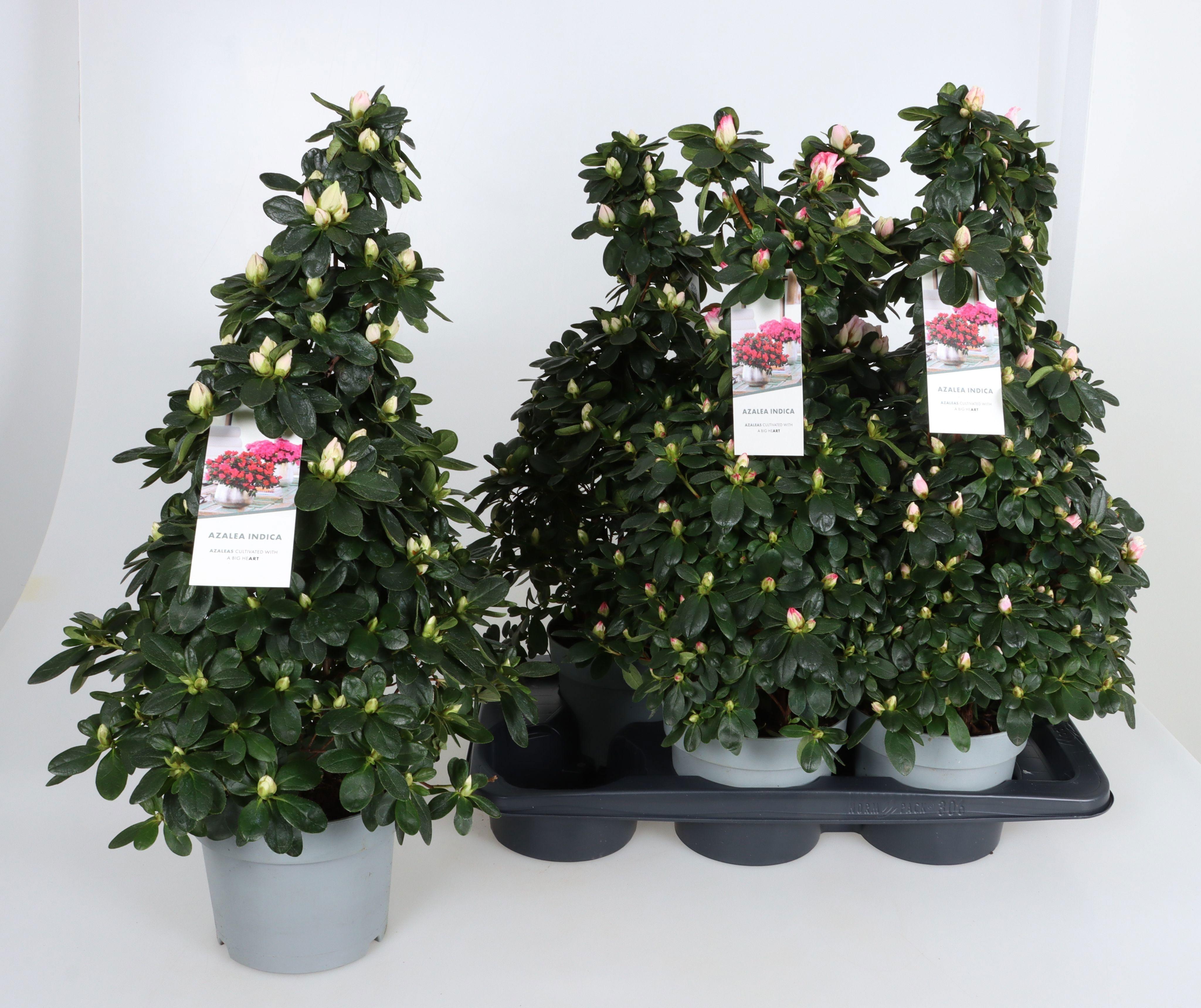 Горшечные цветы и растения оптом Rhodo Si Gem от 6шт из Голландии с доставкой по России