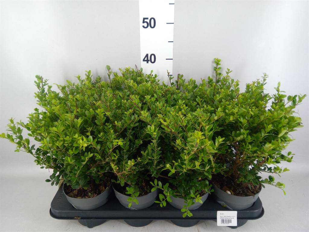 Горшечные цветы и растения оптом Ilex Crenata dark Green от 8шт из Голландии с доставкой по России