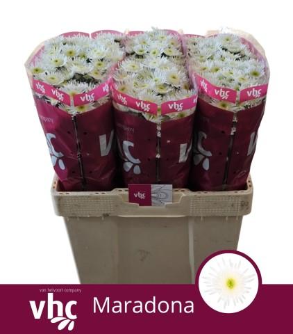 Срезанные цветы оптом Chrys sa maaradona от 75шт из Голландии с доставкой по России