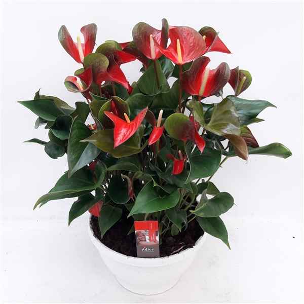 Горшечные цветы и растения оптом Anth An Dynamite Red Big Bowl от 1шт из Голландии с доставкой по России