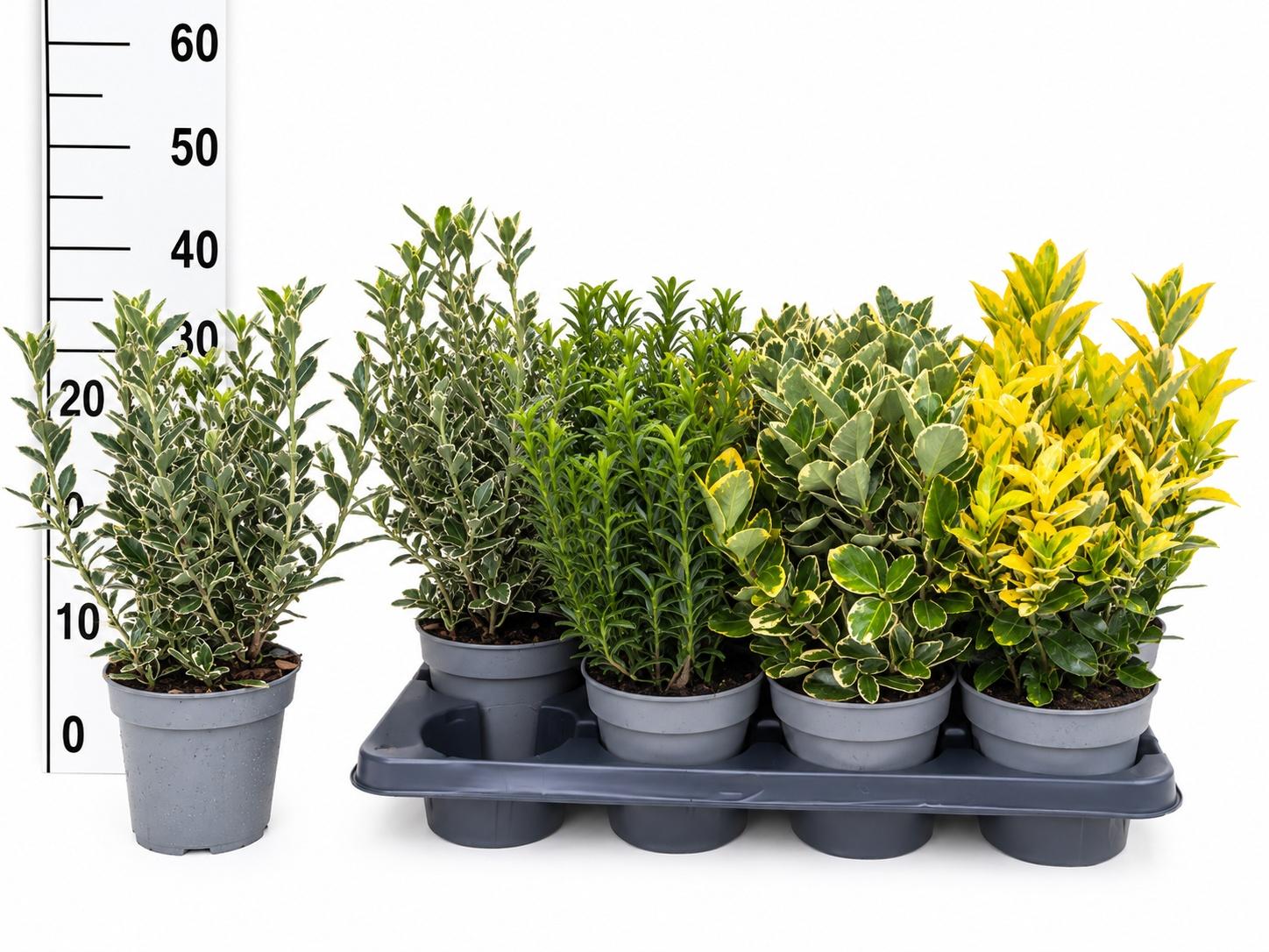 Горшечные цветы и растения оптом Euonymus Jap Gem от 8шт из Голландии с доставкой по России