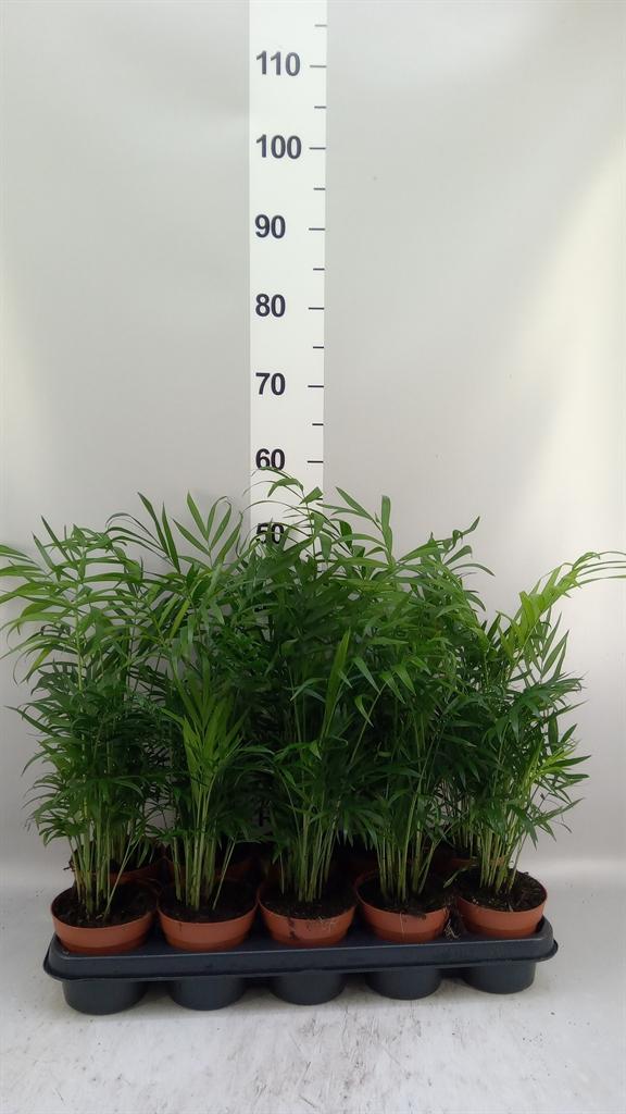 Горшечные цветы и растения оптом Chamaedorea Elegans от 10шт из Голландии с доставкой по России
