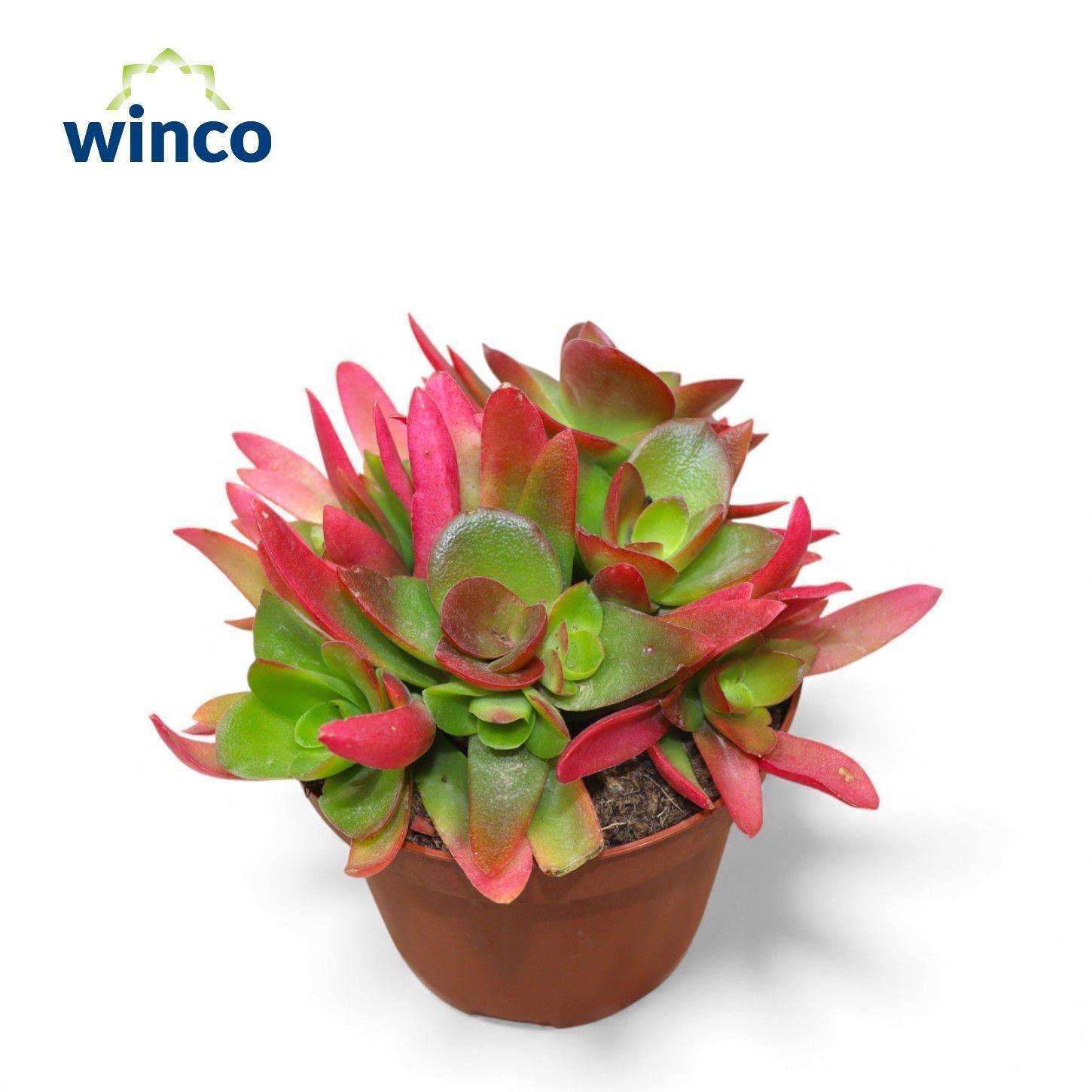 Горшечные цветы и растения оптом Crass Overig от 9шт из Голландии с доставкой по России