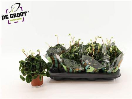 Горшечные цветы и растения оптом Peperomia Lilian + Flower от 8шт из Голландии с доставкой по России