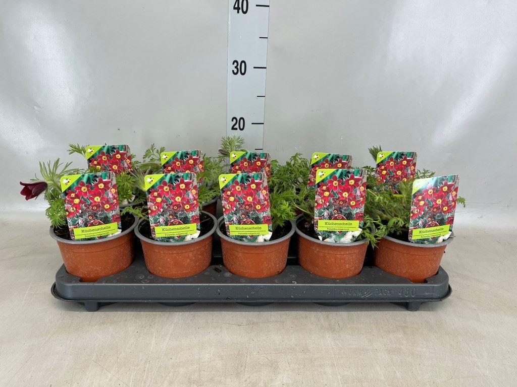 Горшечные цветы и растения оптом Pulsatilla Vulgaris от 10шт из Голландии с доставкой по России