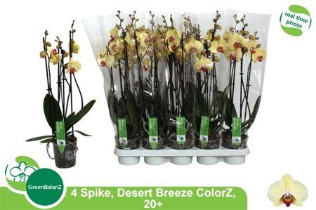Горшечные цветы и растения оптом ** Phal Desert Breeze 4 Branches 20+ * Spring Deal от 10шт из Голландии с доставкой по России