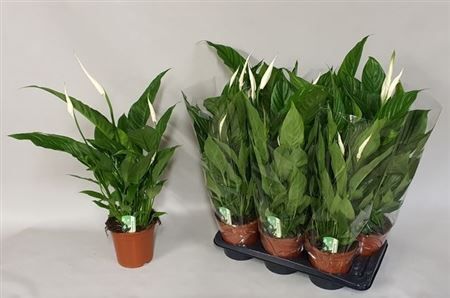 Горшечные цветы и растения оптом Spath Verdi 3-4++ * Spring Deal * от 6шт из Голландии с доставкой по России