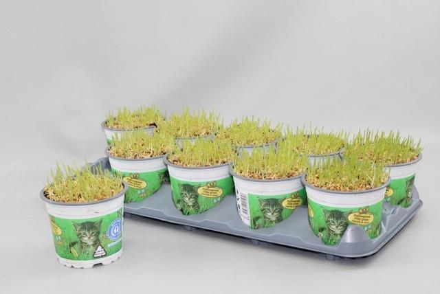 Горшечные цветы и растения оптом Kattengras A от 10шт из Голландии с доставкой по России