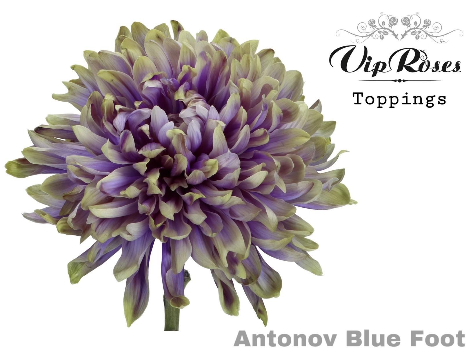 Срезанные цветы оптом Chrys bl paint antonov blue foot от 20шт из Голландии с доставкой по России